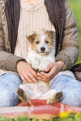 cute dog portrait sitting in owner bosom