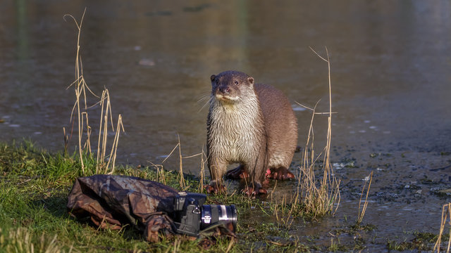 European Otter checks camera