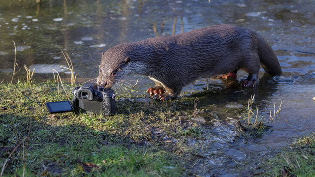 European Otter checks camera