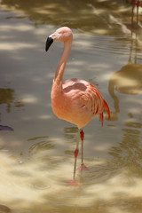Expressive bright pink flamingo standing in  water