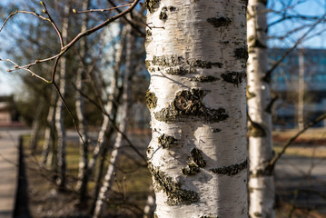 Fototapeta premium Białe pnie brzozy
