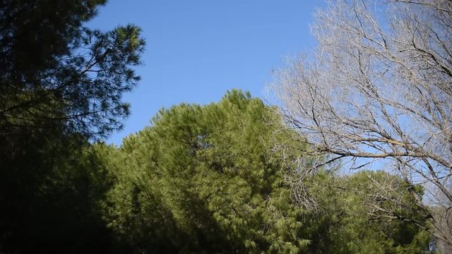 Ramas de &aacute;rbol un d&iacute;a de primavera soleado con mucho viento
