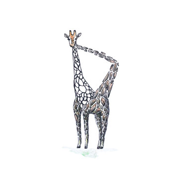 Giraffe eats their spots. Hand-drawn. A watercolor drawing. Close up. Isolated on white background