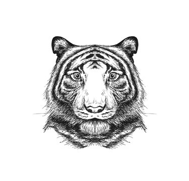 Portrait of a tiger painted in pencil. Hand-drawn. Close up. Isolated on white background