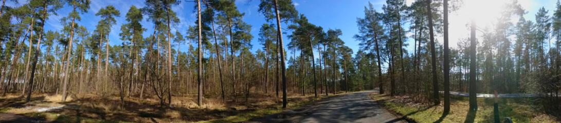 Kiefernwald in Nord Deutschland