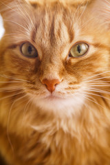 3453044 Brown Cat, Red Male Cat, Ginger Cat