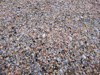 Muscheln an der Ostsee Küste