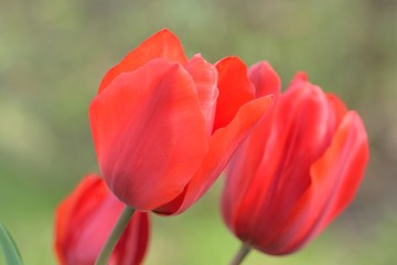 Macro background texture of Red Tulip flowers in garden