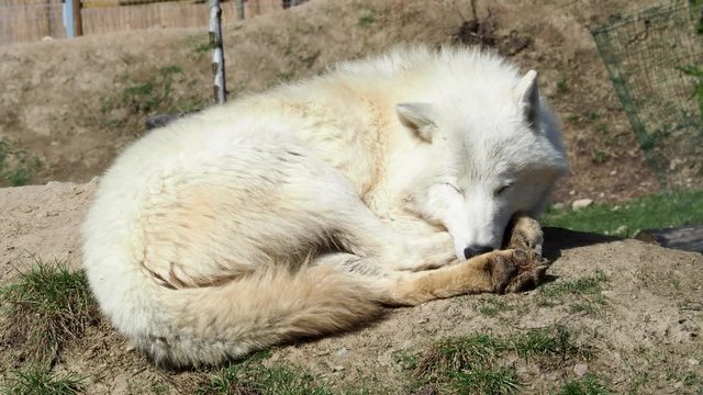 The Arctic wolf (Canis lupus arctos), also known as the Melville Island wolf. Wolf lying at rest.