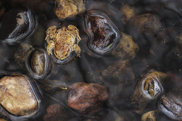 Common toad  - Bufo bufo