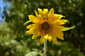 Close-up of a Beautiful Sunflower with a Bee Collecting Pollen, Background, Macro