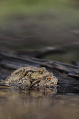 Common Toad - Bufo bufo