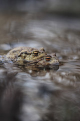 Common Toad - Bufo bufo