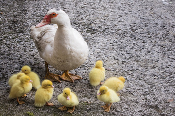 portrait of mother muscovy duck and group of cute yellow fluffy baby ducklings in background, animal family concept

