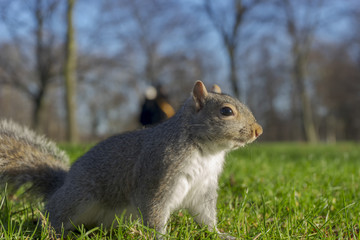 Ardilla