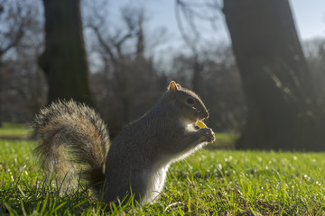 Ardilla © Antonio ciero