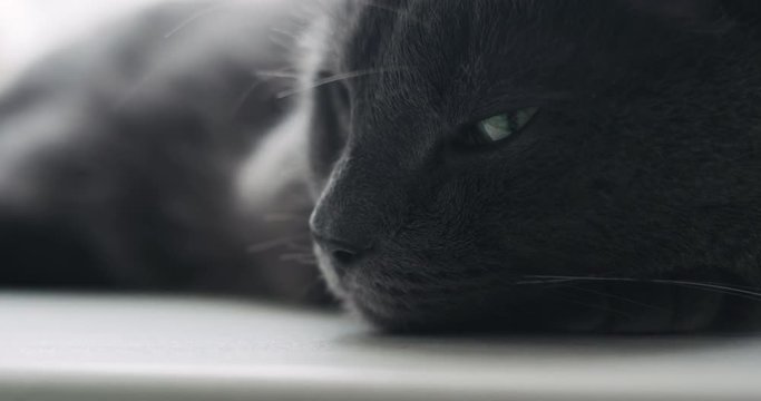 Slow motion closeup of gray cat sleeping on window shelf