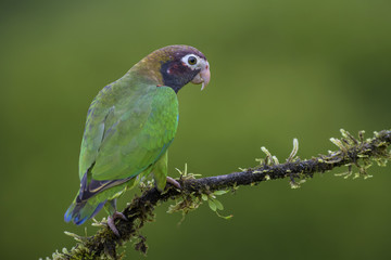 Brown-hooded Parrot - Pyrilia haematotis, beatiful colorful parrot from Central America forest Costa Rica.