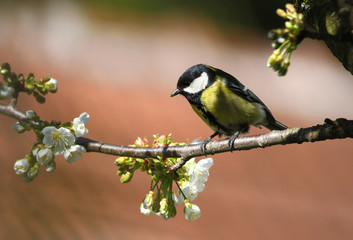 Obraz premium Tit Bird Parus major, on blossom branch in early spring