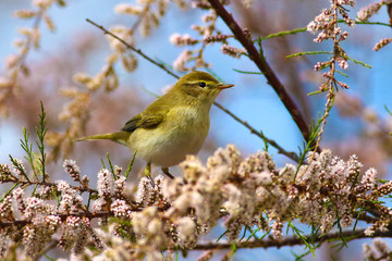  Chiffchaff  Phylloscopus collybita, on blossom branch of  salt  cedar in early spring
