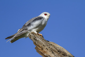 Black-shoudered kitein the Serengeti National Park in Tanzania