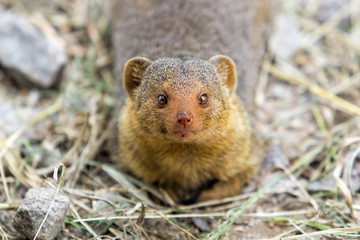 Dwarf mongoose looking up to the camera in the Serengeti National Park in Tanzania