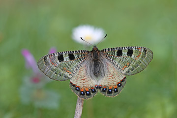 Yalancı apollo kelebeği ,Archon apollinus © mylasa