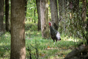 Lone Female Wild Turkey In Forest 