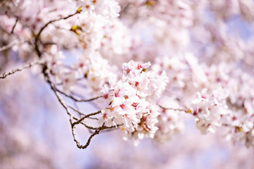 美しく咲き誇る満開の桜