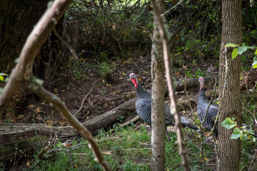 Cautious Turkey Walks Through Forest, New Zealand 