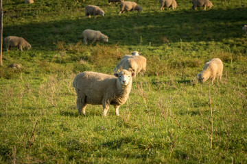 Fototapeta premium Sheep Eating Grass At Sunset, New Zealand 