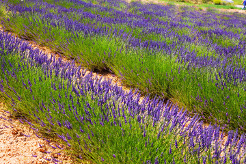 Fototapeta na wymiar plant of blue lavender