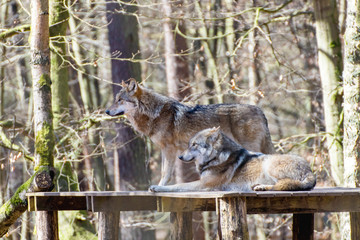 Zwei Wölfe in einem Wildpark 
