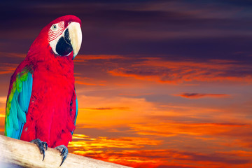 Single macaw papagay © JackF
