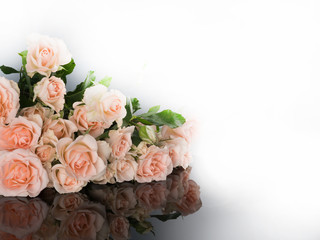 beautiful pink roses on black reflective background