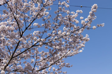 봄의 전령사 벚꽃의 향연
