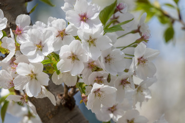 봄의 전령사 벚꽃의 향연