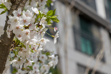 봄의 전령사 벚꽃의 향연
