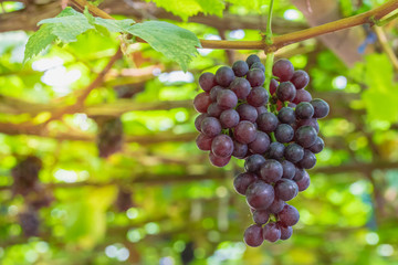 Red grapes in the growing field.