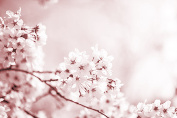 美しく咲き誇る満開の桜
