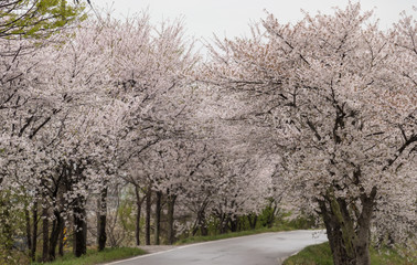 Obraz premium 봄의 전령사 벚꽃의 향연