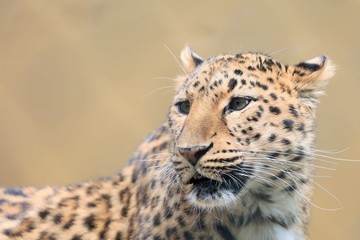 ヒョウ