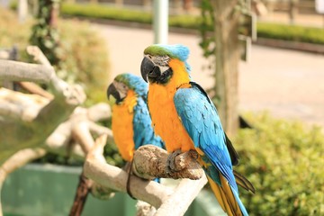 コンゴウインコ