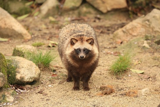 タヌキ
