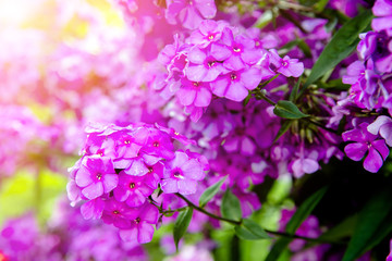 Phlox paniculata is growing in the country garden 