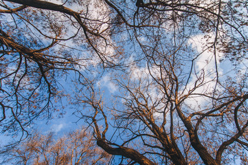 Crown trees. Bottom view. Wide-angle.