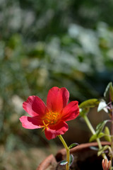 Close-up of a Portulaca Oleracea Flower, Common Purslane, Porcellana, Nature, Garden