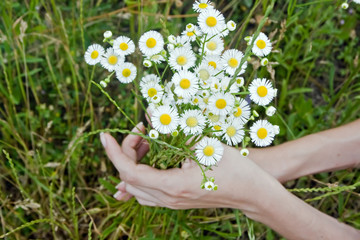 Female hands holding a bouquet of camomiles
