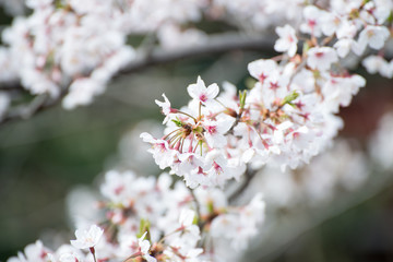 桜の花