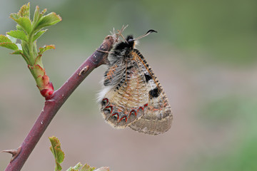 Yalancı apollo kelebeği ,Archon apollinus © mylasa